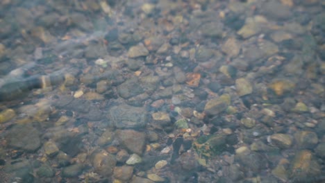 Tiny-pebble-in-the-water