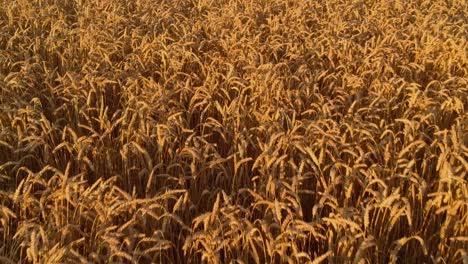 Vibrant-wheat-field-with-crops-ready-for-harvest,-golden-hour-look