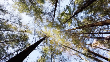 First-Person-View-of-Looking-up-the-Forest-with-tall-Trees-during-Day