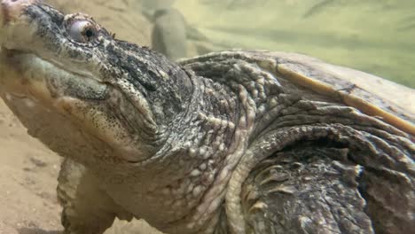 Close-up-of-snapping-turtle-turning-head-to-the-camera-under-the-water
