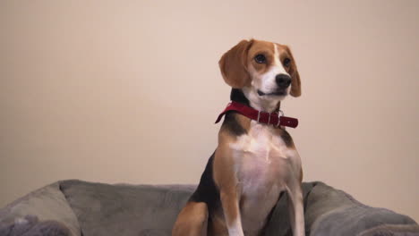 Slow-motion-of-beagle-chewing-and-receiving-a-treat