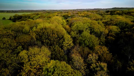 Aerial-Drone-Flight-Over-an-English-Wood-in-Autumn