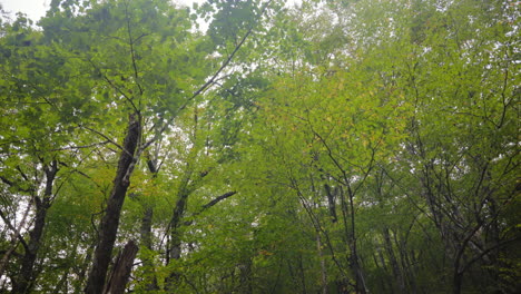 Dichte-Baumkronen-Und-Felsige-Flussberge-Im-Shining-Rock-Wilderness-Park-In-Haywood-County,-North-Carolina,-USA