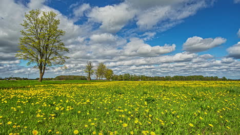 Wunderschöner-Zeitraffer-Einer-Grünen-Wiese-Mit-Gelben-Blumen-Unter-Tief-Vorbeiziehenden-Weißen-Wolken-Vor-Einem-Strahlend-Blauen-Himmel