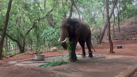 Großer-Elefant,-Der-In-Sansibar-Tansania-Afrika-Isst