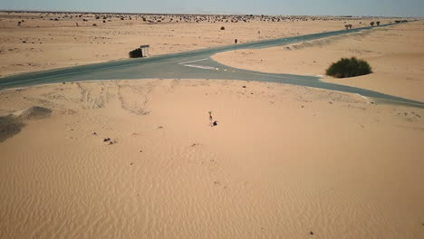 Luftaufnahme-Einer-Gazelle,-Die-In-Der-Wüste-Der-Vereinigten-Arabischen-Emirate-Die-Straße-überquert