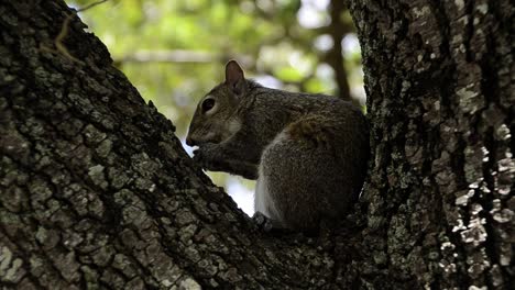 chipmunk-eating-nut-in-tree