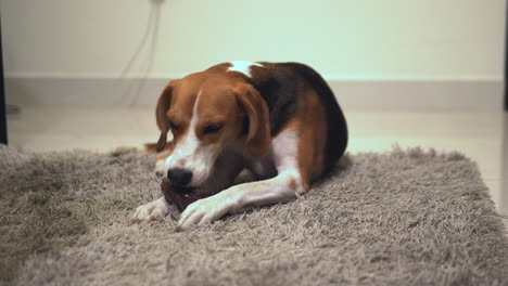 Beagle-nibbling-on-a-bone-filled-with-treats