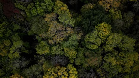 Aerial-Downward-Climbing-Drone-Shot-of-An-English-Wood-In-Autumn-in-Nature