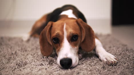 Beagle-Verdrehte-Augen-Und-Bewegte-Augenbrauen-Und-Ohren