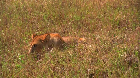lioness-eating-prey-impala-leg