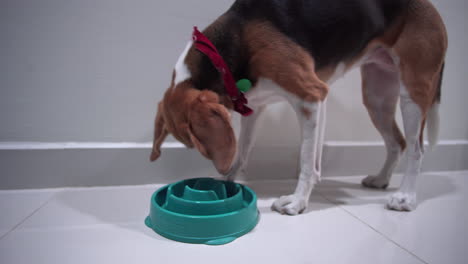 Beagle-dog-eating-dinner-fast-from-its-bowl