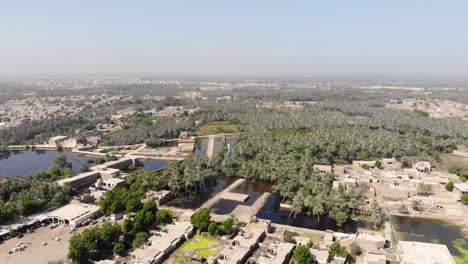 Aerial-Flying-Over-Date-Palm-Plantation-Grove-Trees-In-Khairpur