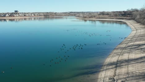 Aerial-shot-of-a-nice-blue-pond-full-of-Canadian-Geese