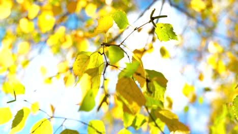Close-up-Shot-Of-Yellow-Dried-Autumn-Leaves-Waving-In-Wind,-Letonia