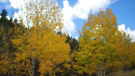 Bunte-Bäume-Im-Herbst-In-Colorado