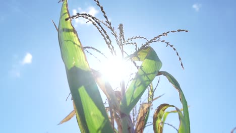 Slow-motion-shot-of-maize-on-a-sunny-day