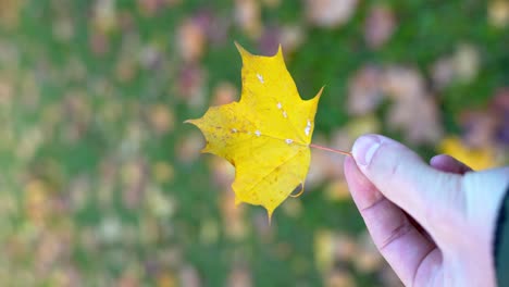 Person-hold-and-inspect-golden-leaf-of-maple-tree,-POV-view