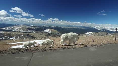 Paning-shot-of-wild-goats-in-the-mountains-in-Colorado