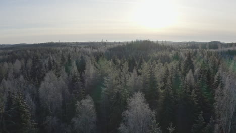 Flying-over-frozen-forest-in-faint-sunshine