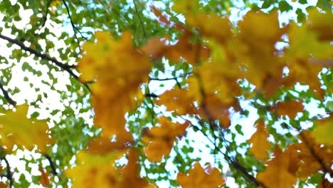 Colorful-golden-oak-tree-leaves-swinging-on-tree-branches,-view-from-bellow