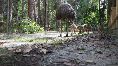 Emu-Mit-Küken,-Die-Neben-Dem-Landhaus-Im-Dichten-Wald-Auf-Nahrungssuche-Gehen
