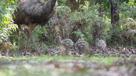 Emu-Mit-Küken,-Die-Dichten-Wald-Verlassen