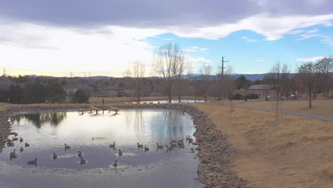 Shots-of-wild-Canadian-Geese-during-their-winter-migration-in-Colorado