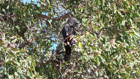 One-male-Forest-Red-tailed-Black-Cockatoo-feeding-in-a-Marri-tree