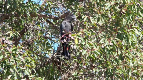 One-male-Forest-Red-tailed-Black-Cockatoo-feeding-in-a-Marri-tree