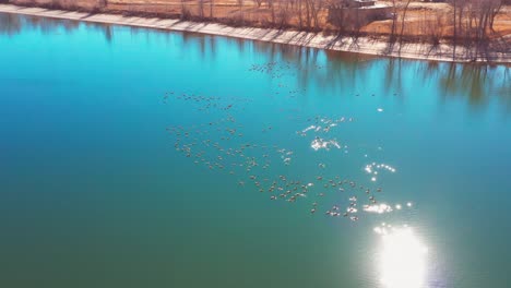 Aerial-view-of-a-bright-bue-pond-with-Canadian-Geese