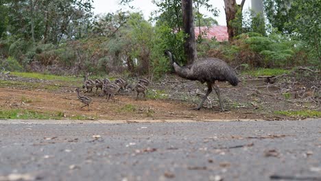 Emu-with-chicks-in-country-town