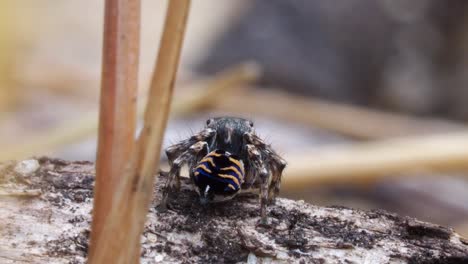 Peacock-spider,-Male-Maratus-spicatus
