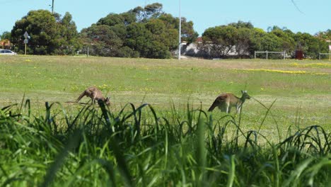 Kangaroos-in-urban-space