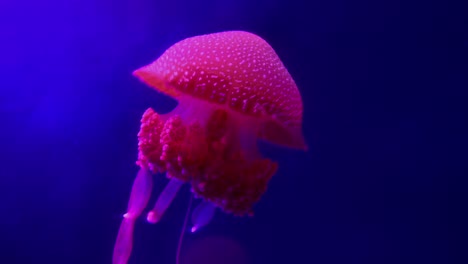 Qualle-Unterwasserwelt