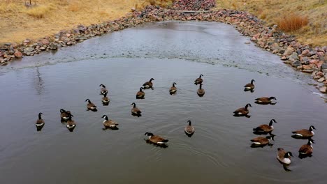 Shots-of-wild-Canadian-Geese-during-their-winter-migration-in-Colorado