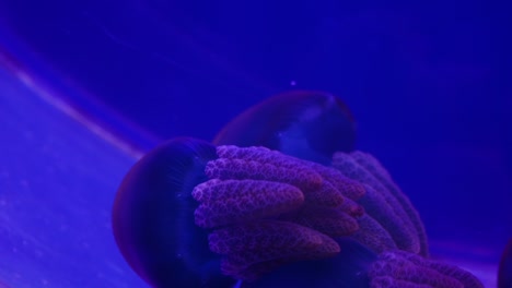 Qualle-Unterwasserwelt