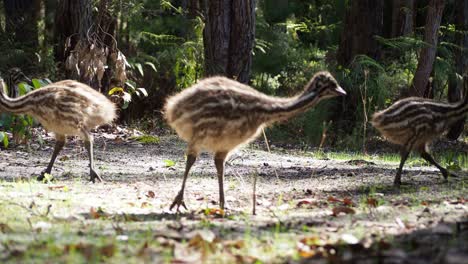 Emu-Pollitos-Un-Primerísimo-Plano