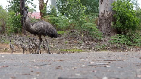 Emu-with-chicks-on-country-road