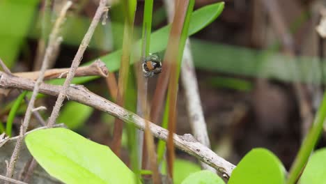 Pfauenspinne-Maratus-Clupeatus-Männchen-Vor-Der-Paarung