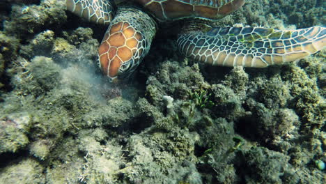 Grüne-Meeresschildkröte,-Die-Seegras-Auf-Dem-Great-Barrier-Reef-In-Der-Nähe-Von-Fitzroy-Island,-Queensland,-Australien,-Frisst