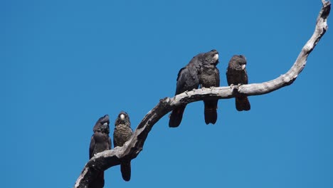 Two-pairs-of-Forest-Red-tailed-Black-Cockatoos,-one-with-fledgling