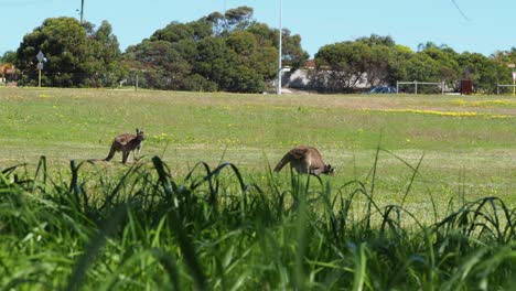 Kangaroos-feeding-in-urban-space,-busy-road-in-background,-grass-in-foreground