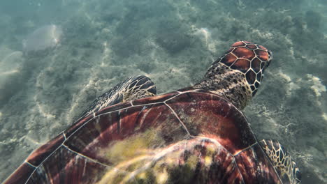 Schnorcheln-Mit-Wilden-Meeresschildkröten-Am-Great-Barrier-Reef-In-Australien