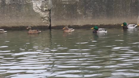 Ducks-Swimming-in-Water
