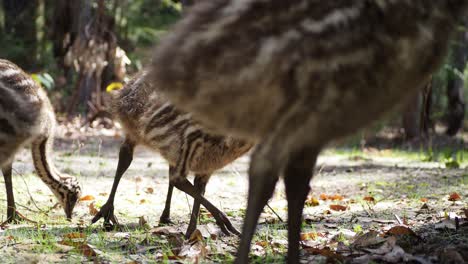 Emu-Pollitos-Forrajeando,-Un-Primerísimo-Plano