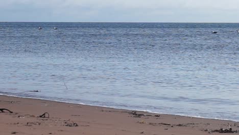 Seagulls-Floating-on-Water-Near-Beach