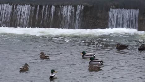 Enten-In-Der-Nähe-Eines-Wasserfalls-Im-Winter