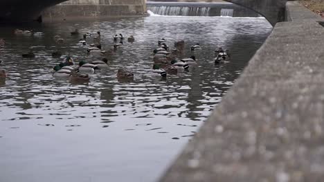 Ducks-Swimming-on-Water-Near-a-Waterfall-and-Under-a-Bridge