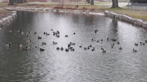 Ducks-Swimming-Down-River-in-Winter